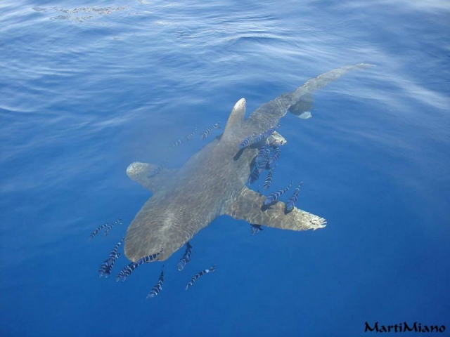 Snorkel con tiburon ballena